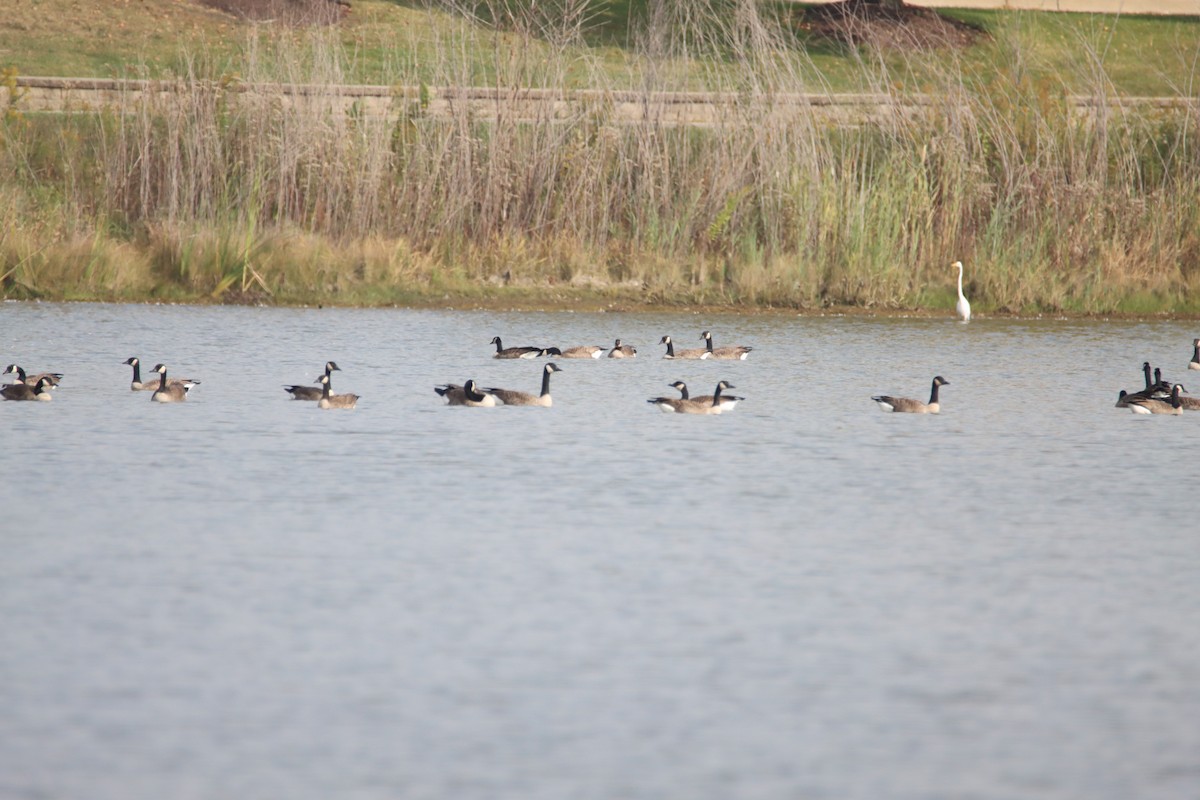 Branta kanadar handia - ML643753949