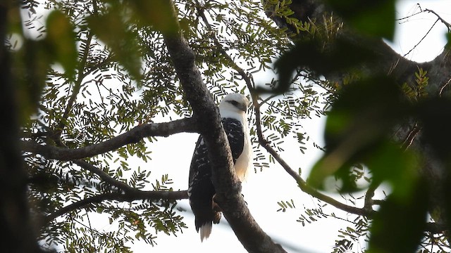 White Hawk (Black-tailed) - ML643753950