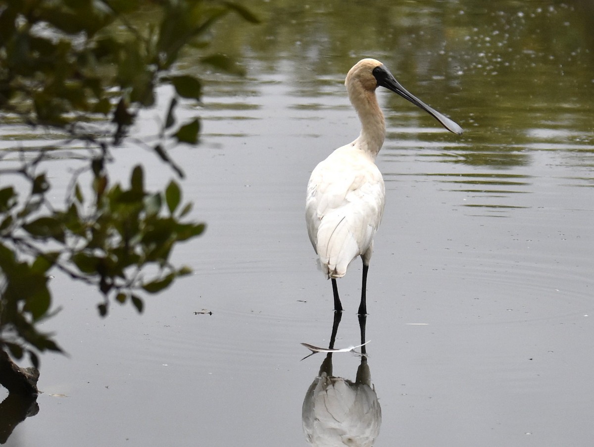 Royal Spoonbill - ML643753951