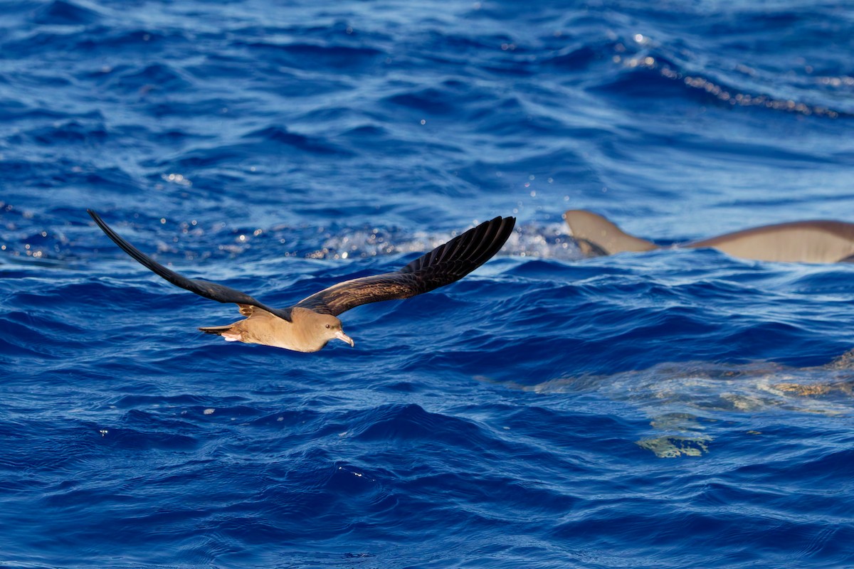 Wedge-tailed Shearwater - ML643753955