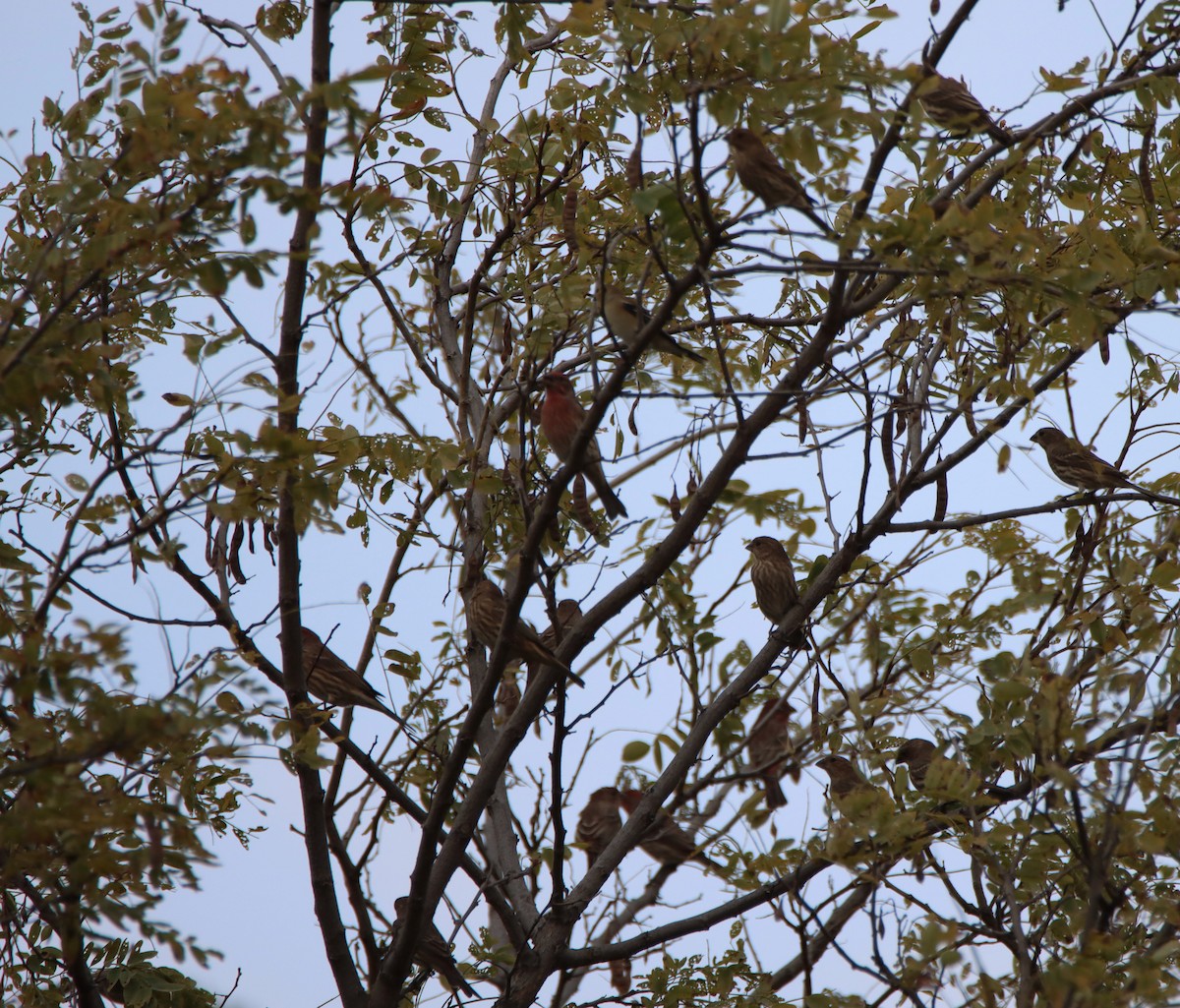 House Finch - ML643753957