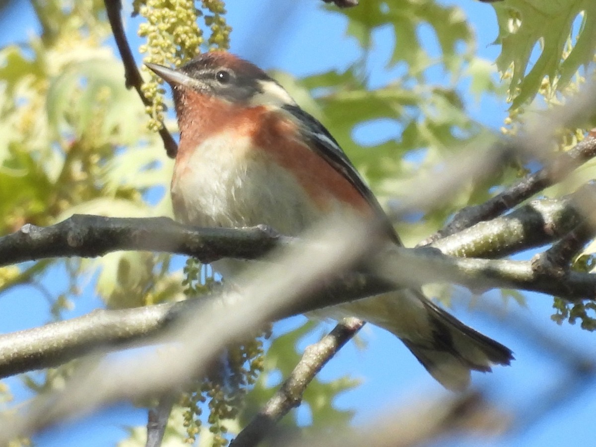 Bay-breasted Warbler - ML643753959