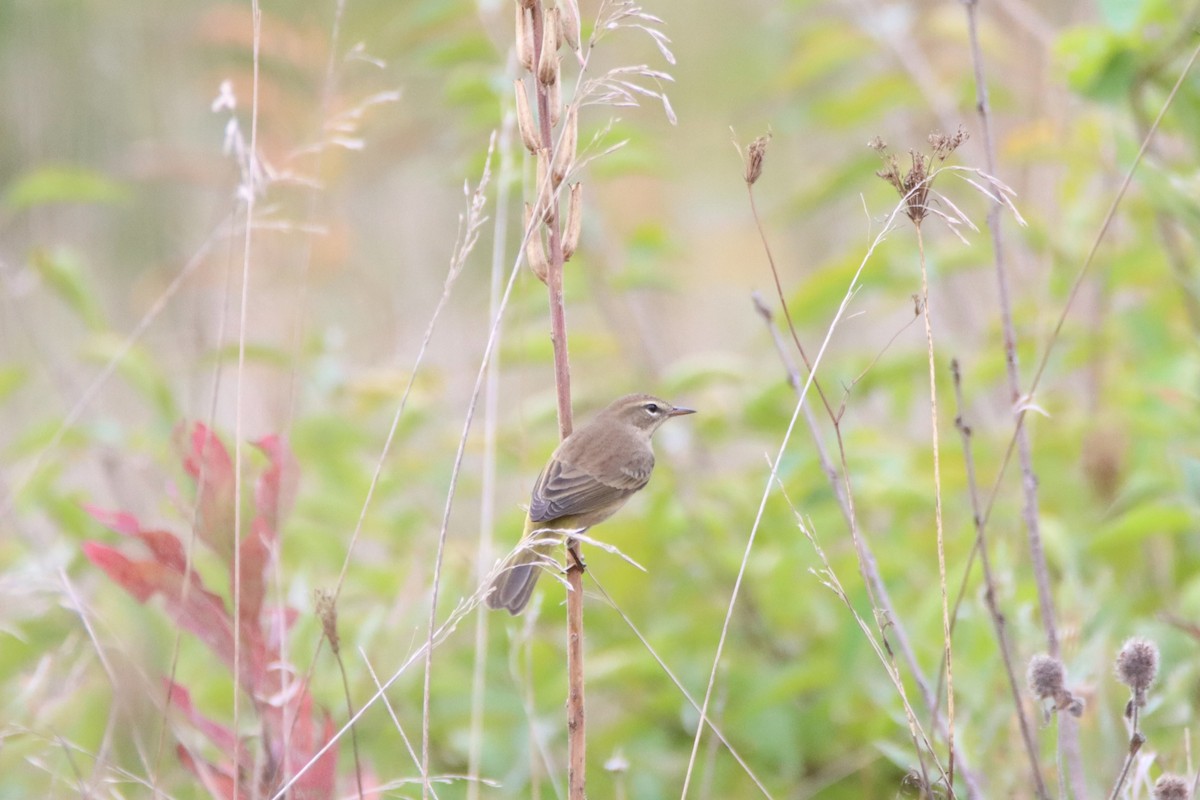 Palm Warbler - ML643753962