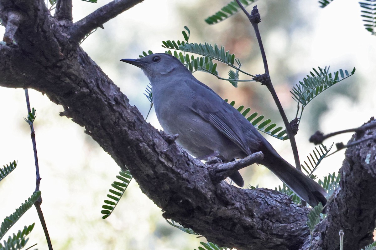 Gray Catbird - ML643753964