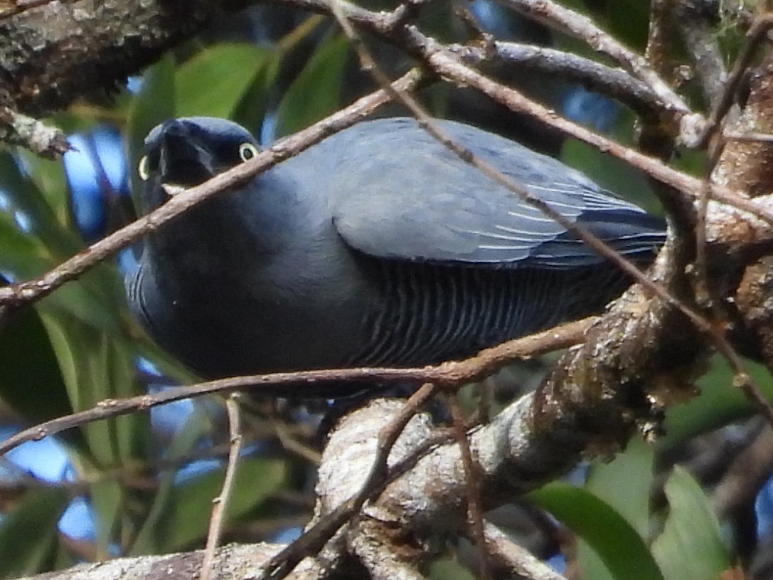 Barred Cuckooshrike - ML643753970