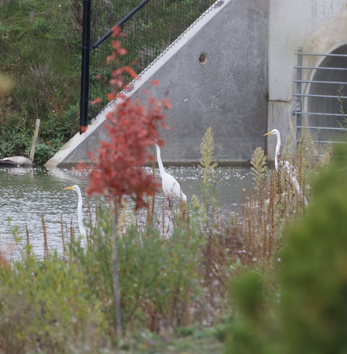 Great Egret - ML643753998