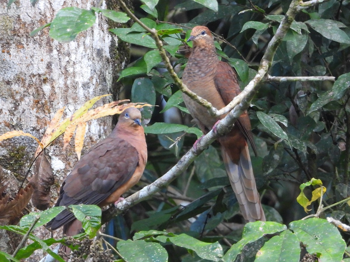 Brown Cuckoo-Dove - ML643754011