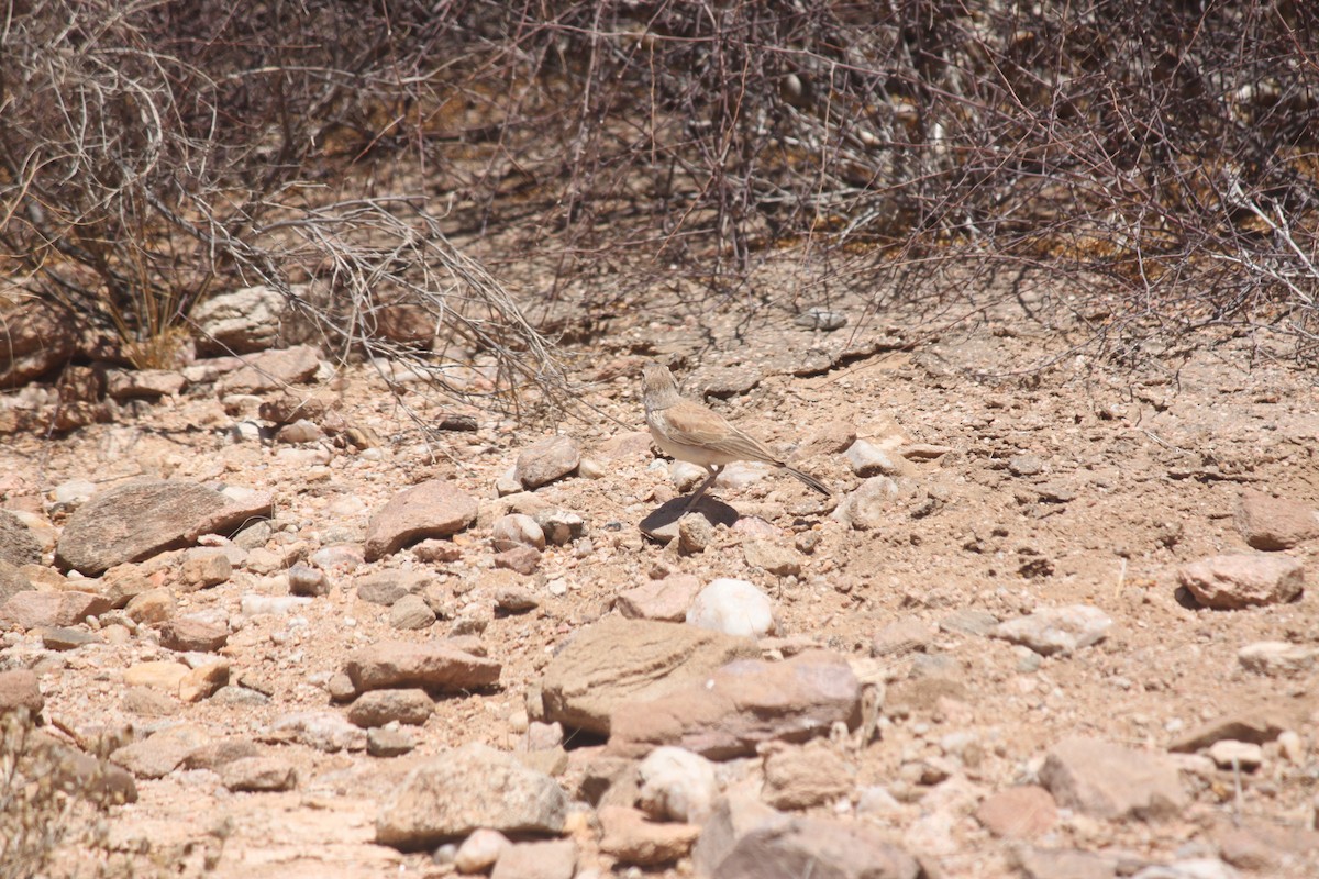 Karoo Long-billed Lark - ML643754030