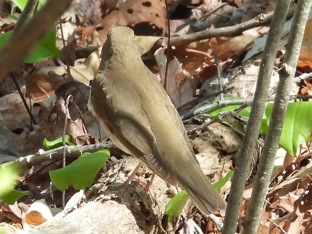 Swainson's Thrush - ML643754057