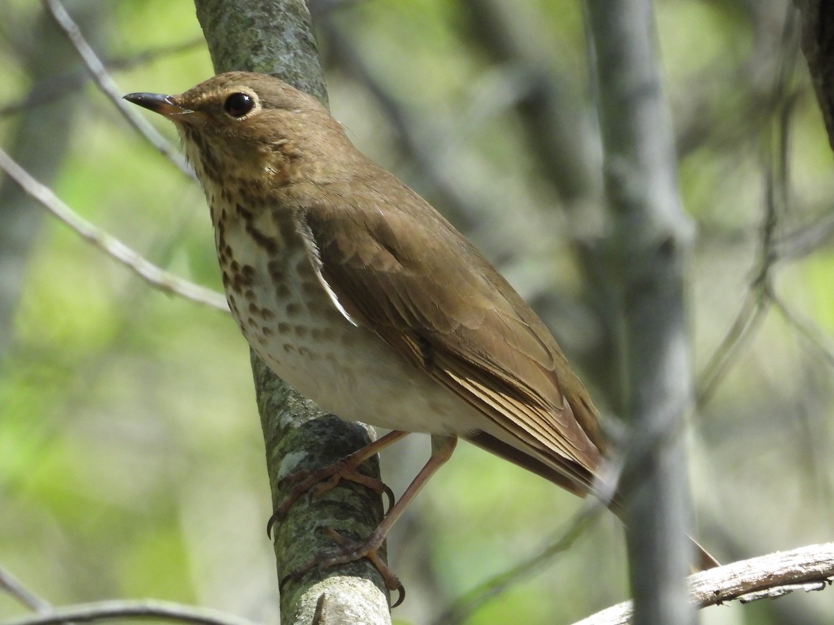 Swainson's Thrush - ML643754058