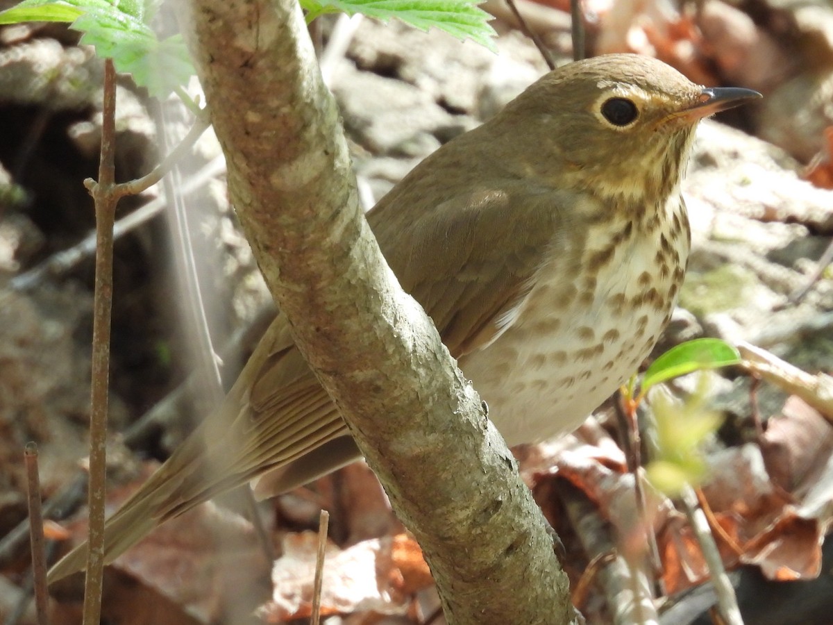 Swainson's Thrush - ML643754059