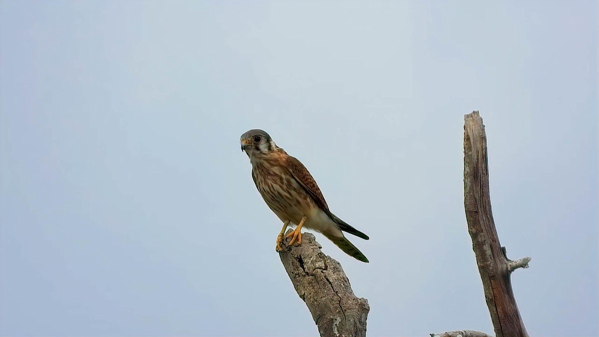 American Kestrel - ML643754061
