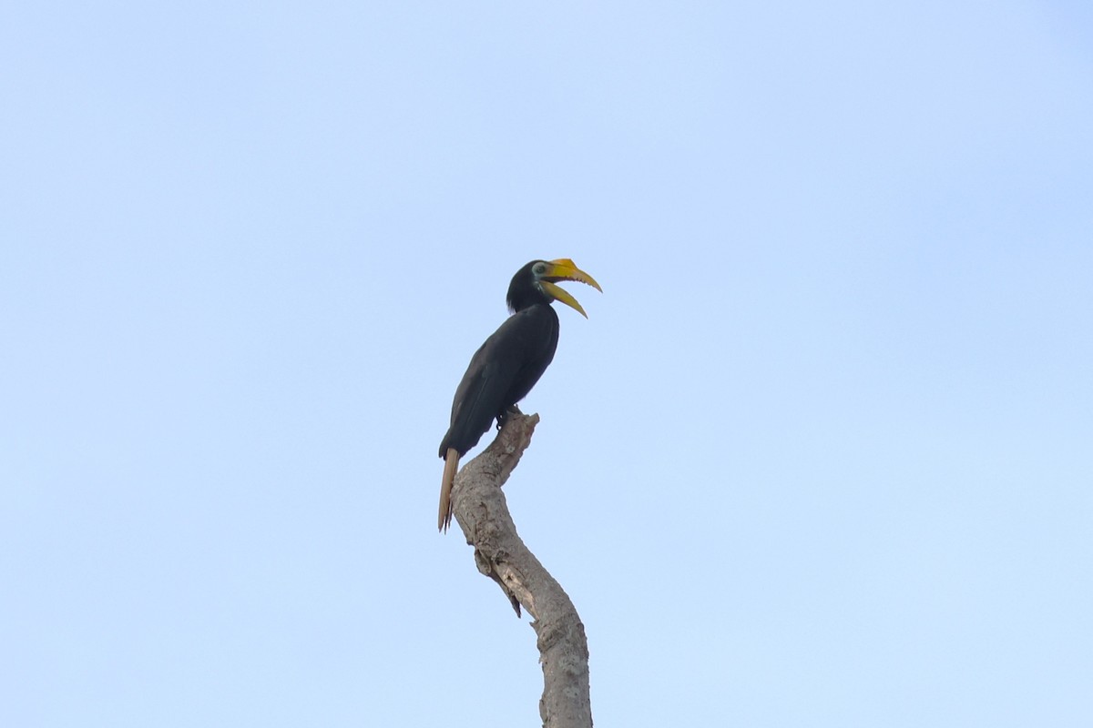 Wrinkled Hornbill - ML643754064