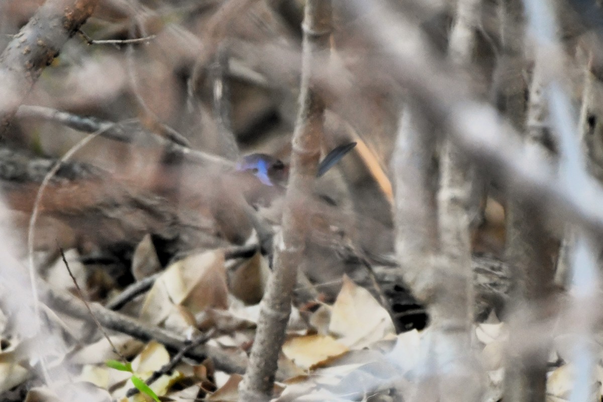 Purple-backed Fairywren - ML643754065