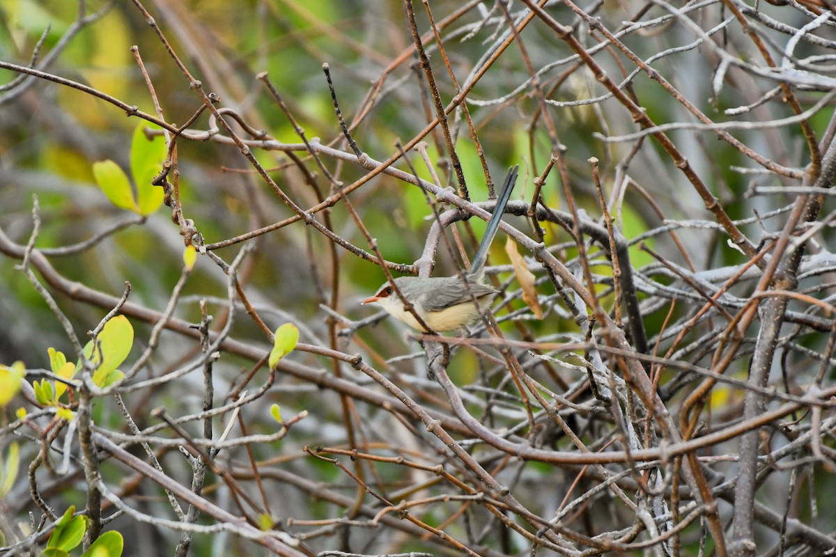 Purple-backed Fairywren - ML643754066
