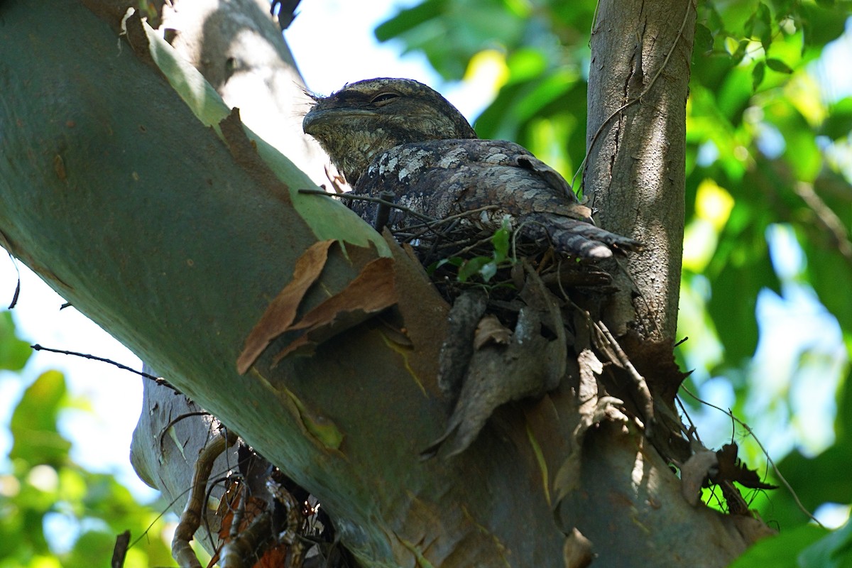 Papuan Frogmouth - ML643754070
