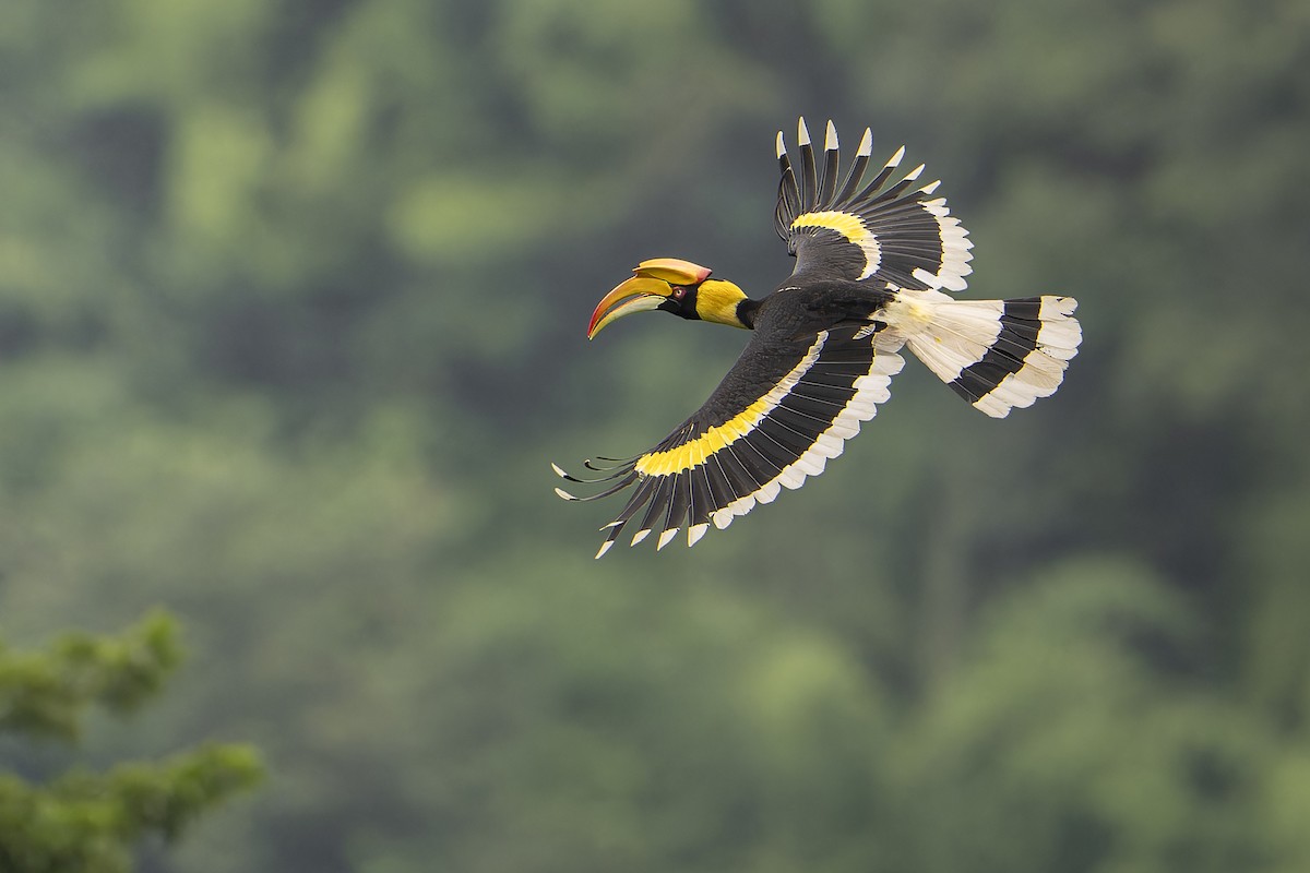 Great Hornbill - ML643754074