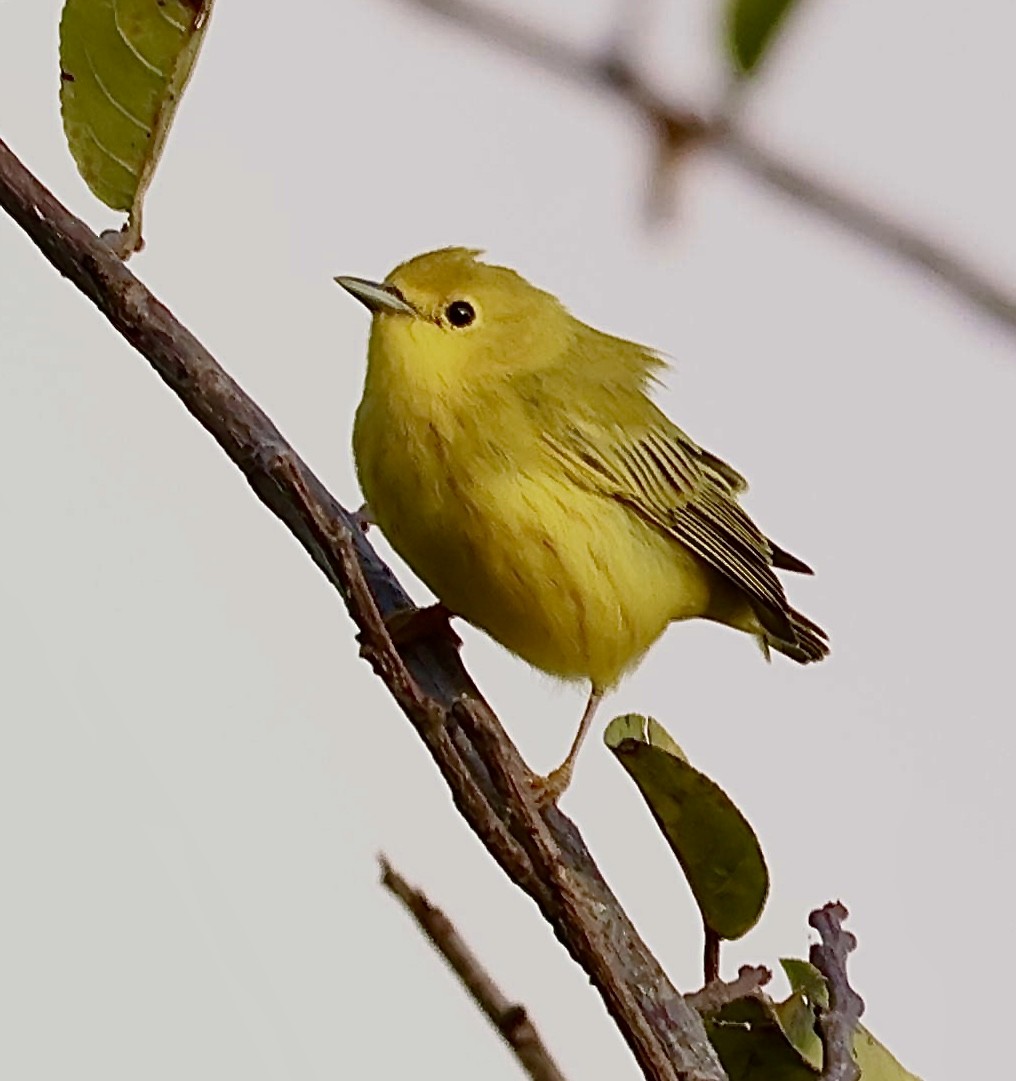 Goldwaldsänger - ML643754075