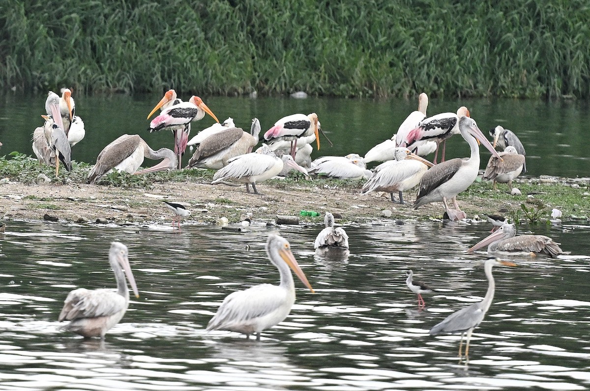 Spot-billed Pelican - ML643754082