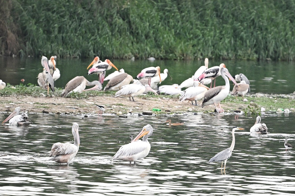 Spot-billed Pelican - ML643754083
