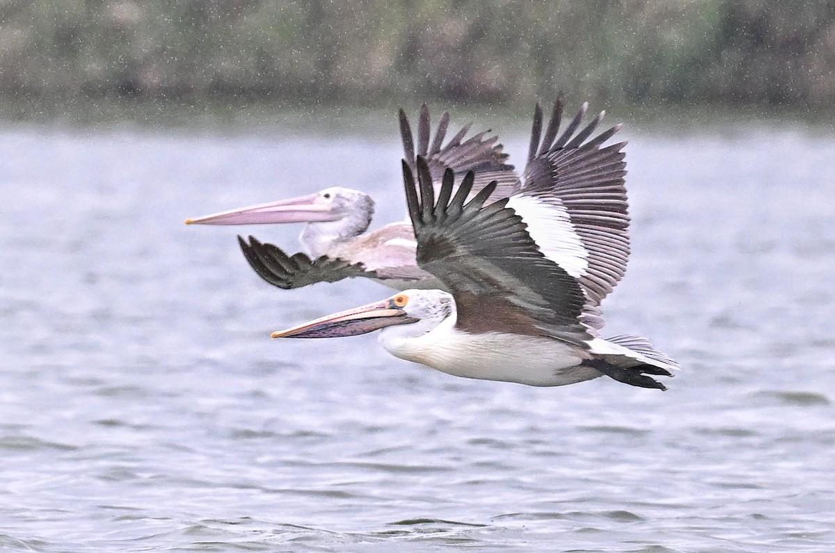 Spot-billed Pelican - ML643754084