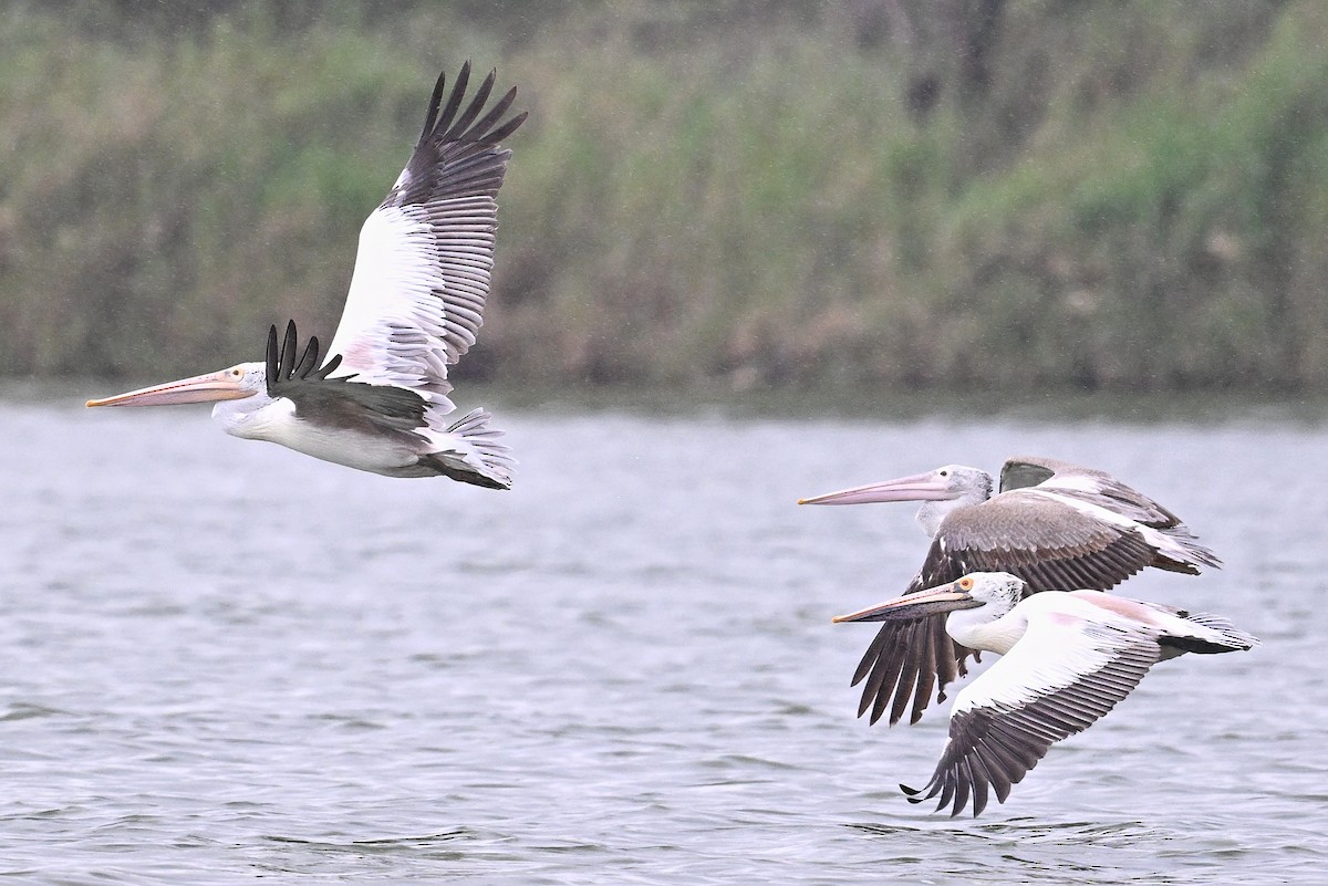 Spot-billed Pelican - ML643754085