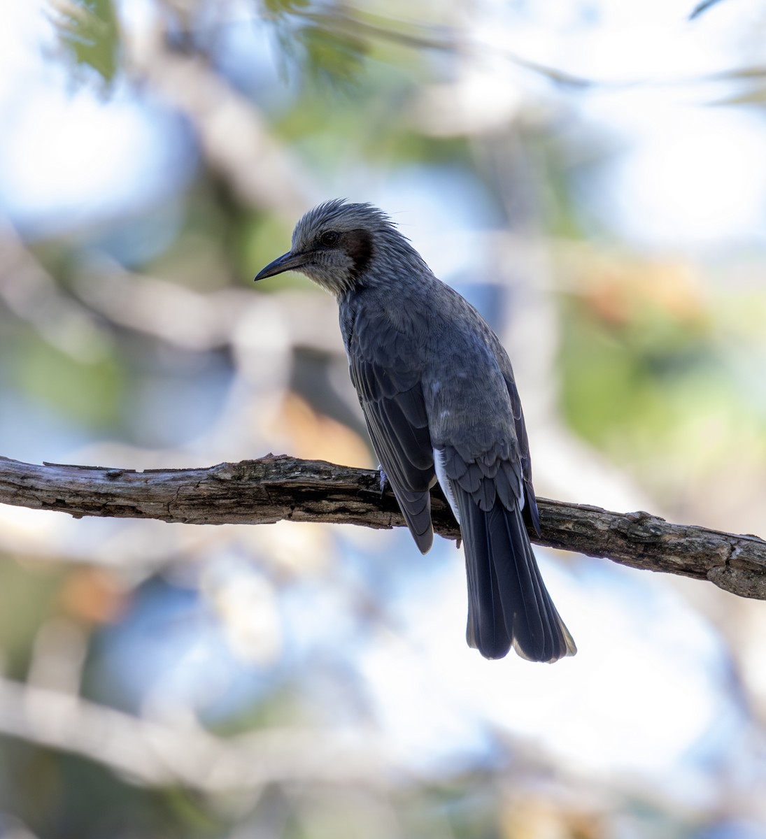 Brown-eared Bulbul - ML643754098