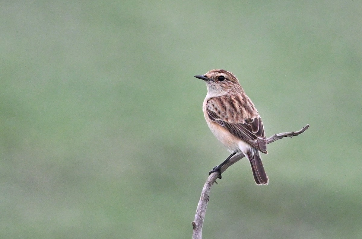 Siberian Stonechat - ML643754134
