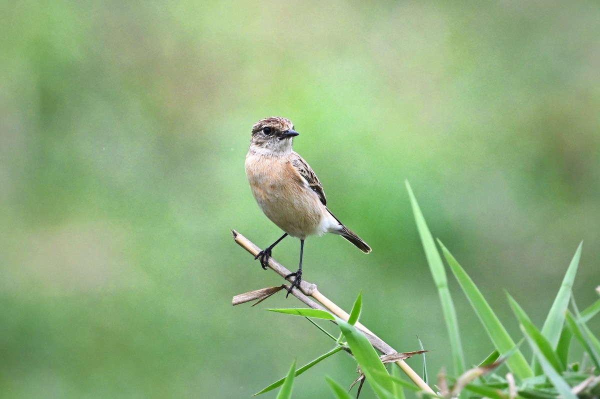 Siberian Stonechat - ML643754135