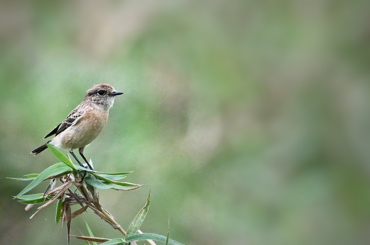 Siberian Stonechat - ML643754136