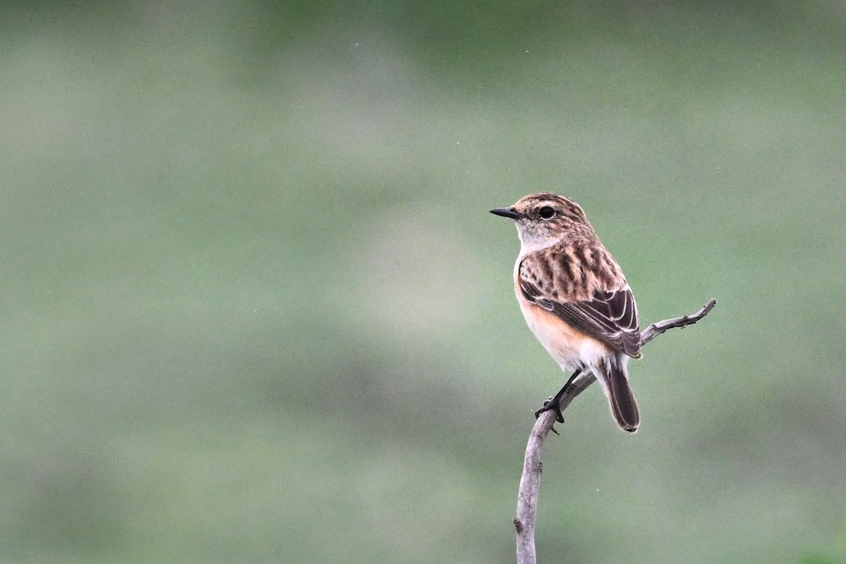 Siberian Stonechat - ML643754137