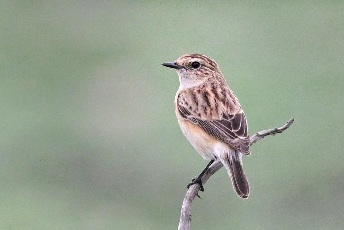 Siberian Stonechat - ML643754138