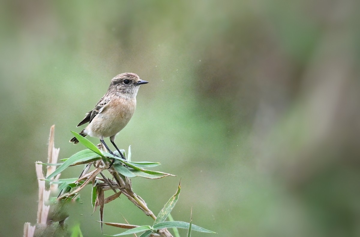 Siberian Stonechat - ML643754139