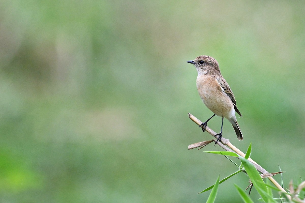 Siberian Stonechat - ML643754140