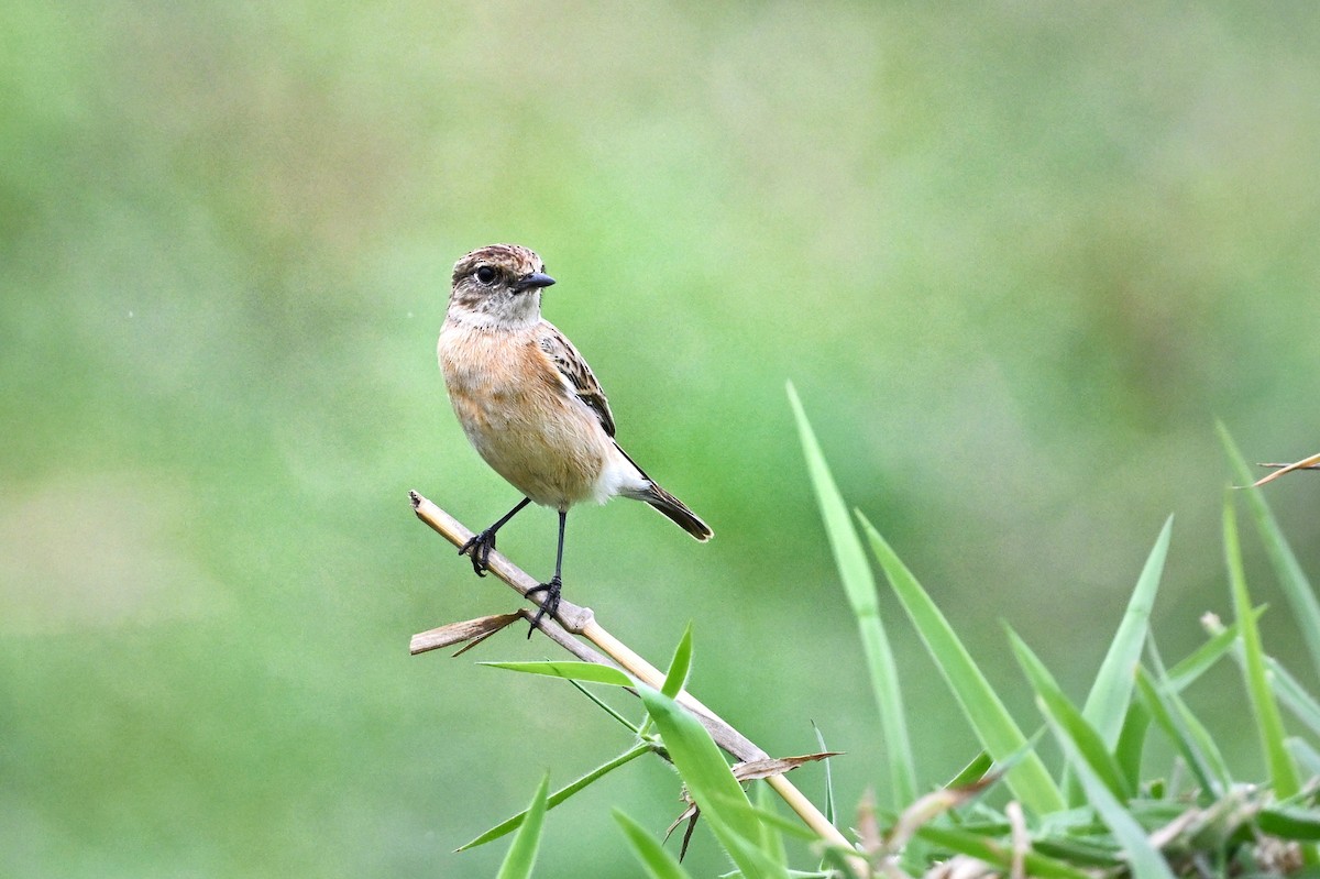 Siberian Stonechat - ML643754141