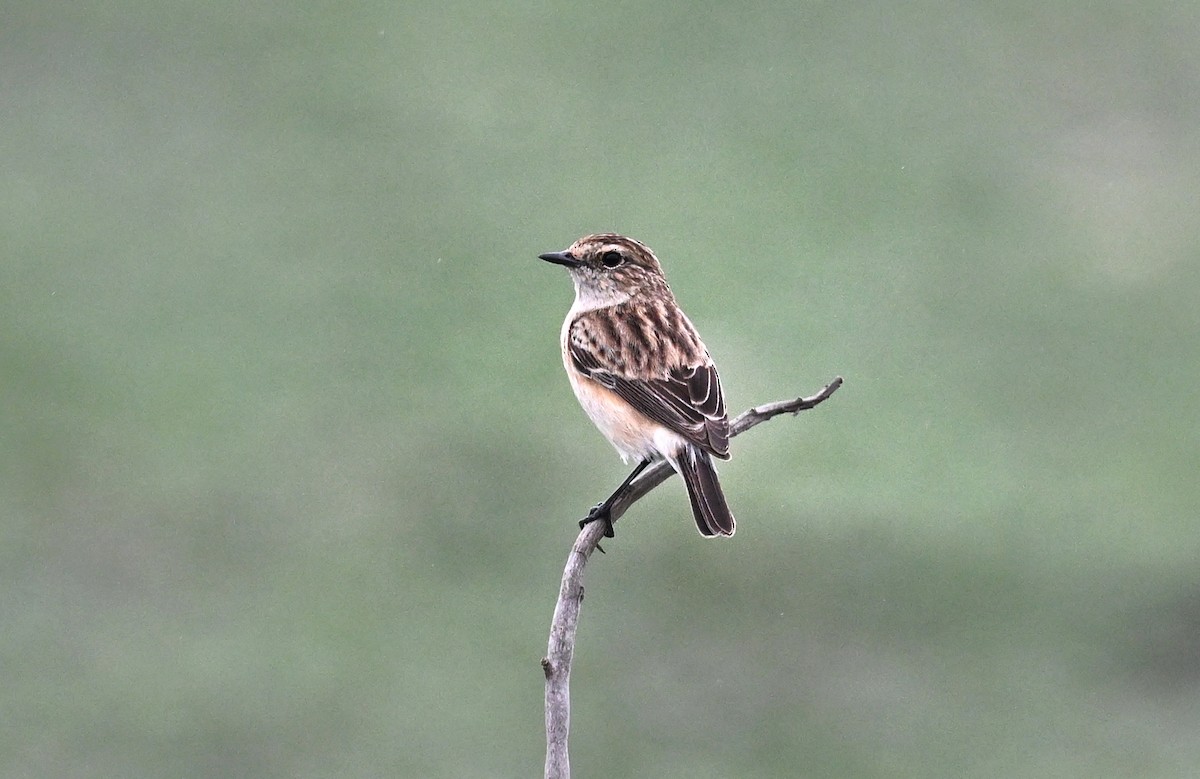 Siberian Stonechat - ML643754142