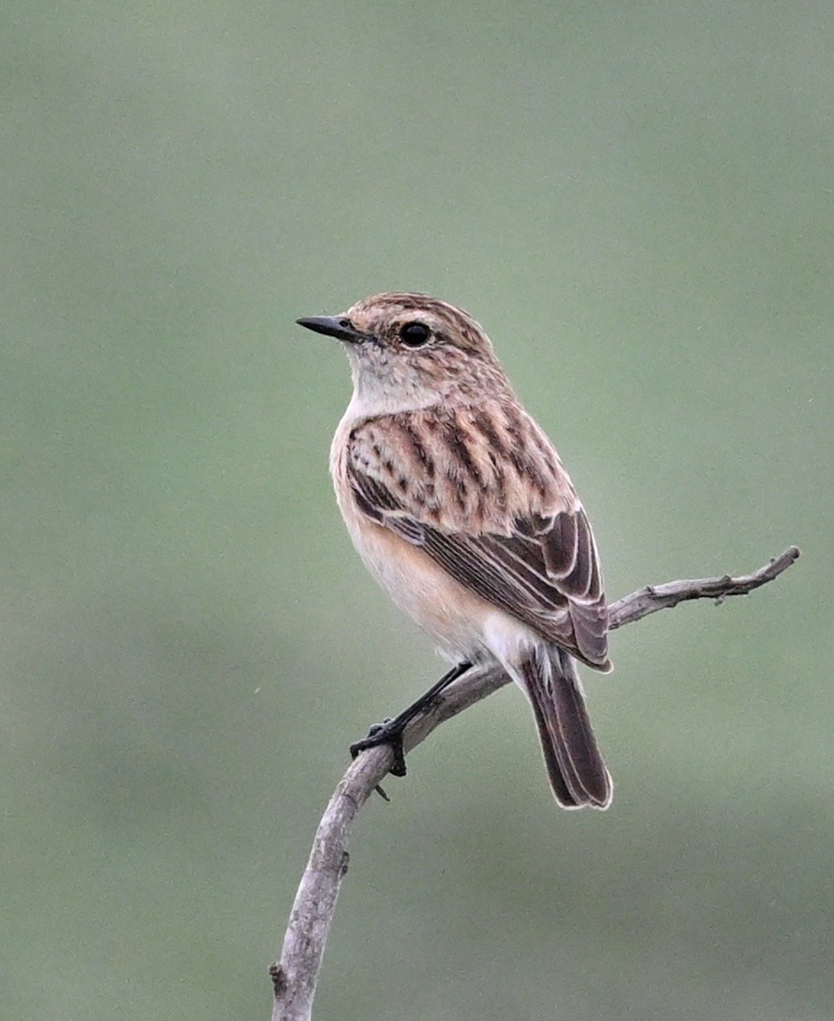 Siberian Stonechat - ML643754143