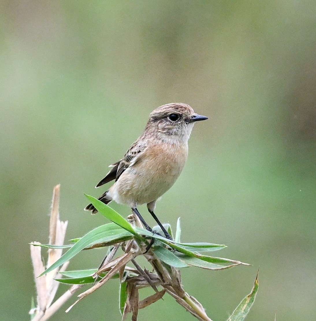 Siberian Stonechat - ML643754144
