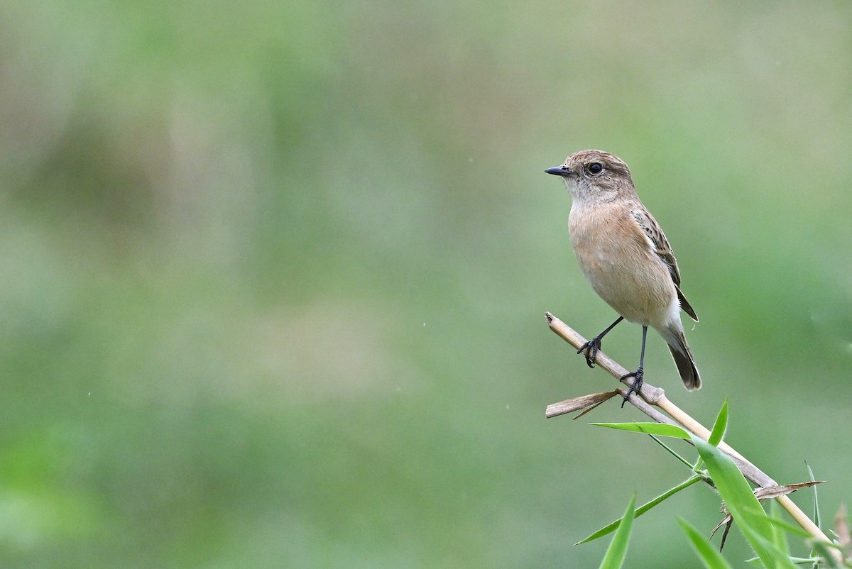 Siberian Stonechat - ML643754145
