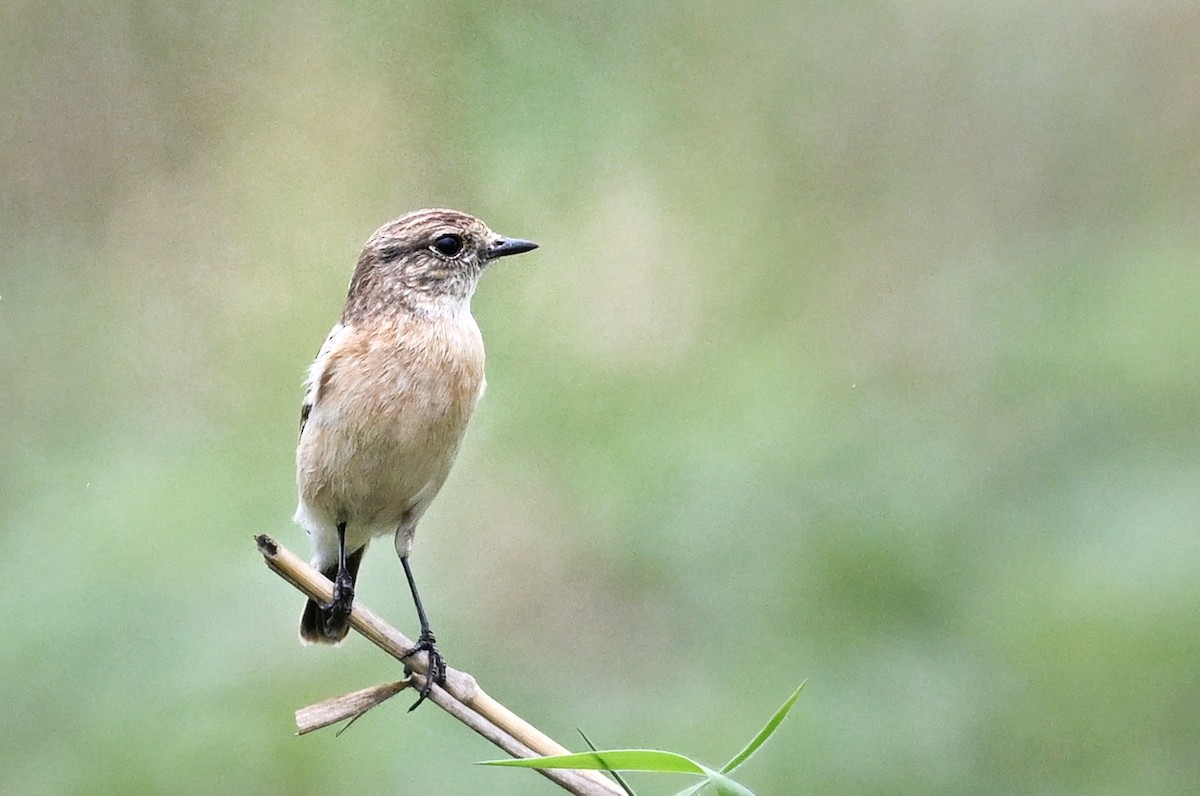 Siberian Stonechat - ML643754146