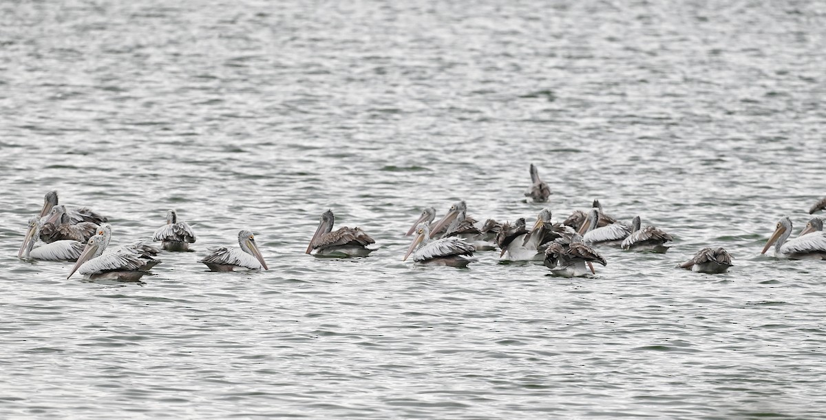 Spot-billed Pelican - ML643754161