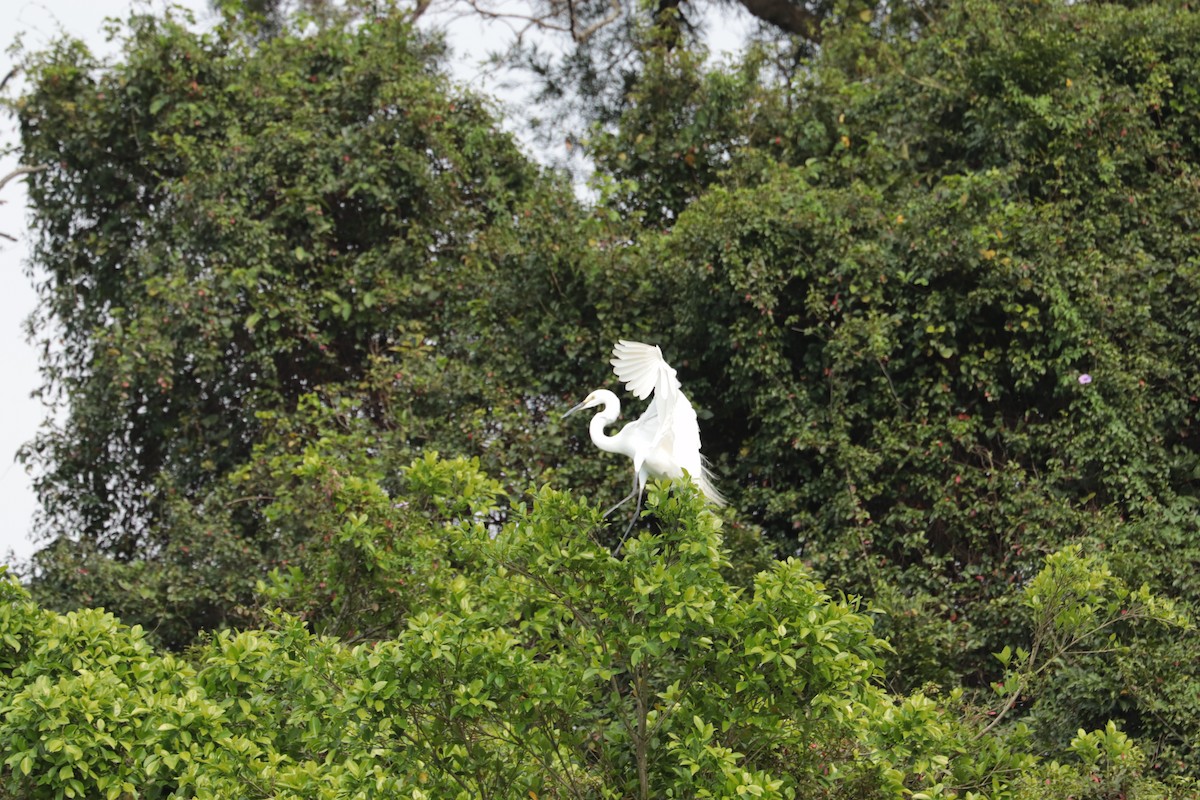 egretthegre - ML643754169