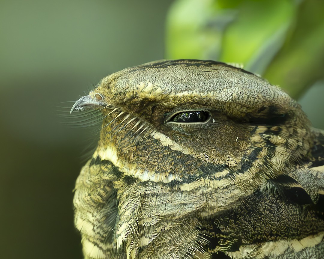 Large-tailed Nightjar - ML643754175