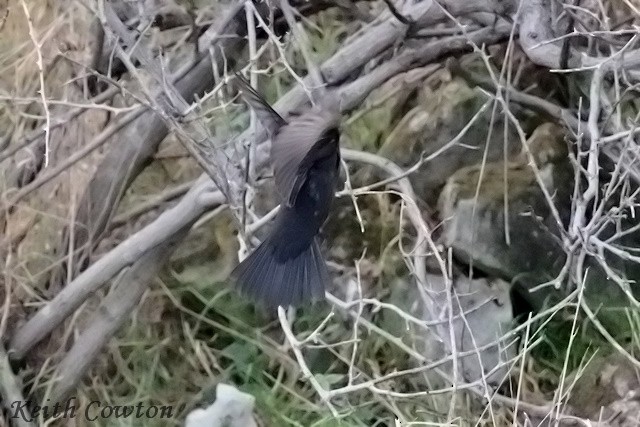 Eurasian Blackbird - ML643754177