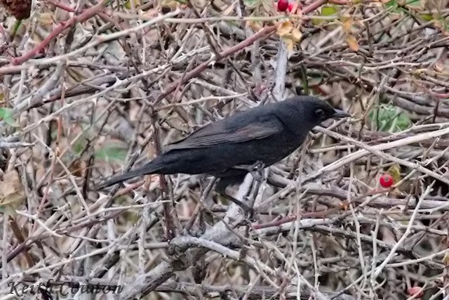 Eurasian Blackbird - ML643754178