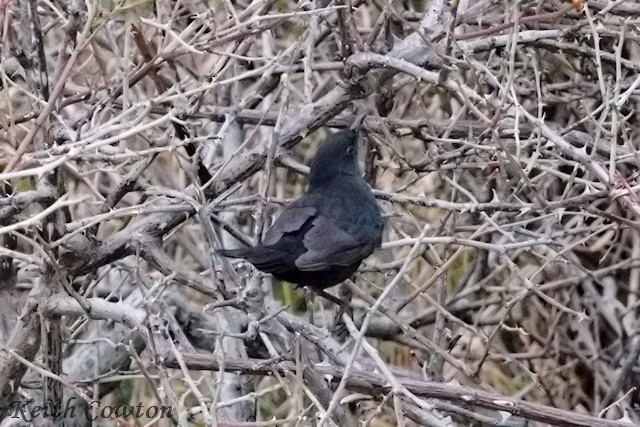 Eurasian Blackbird - ML643754179