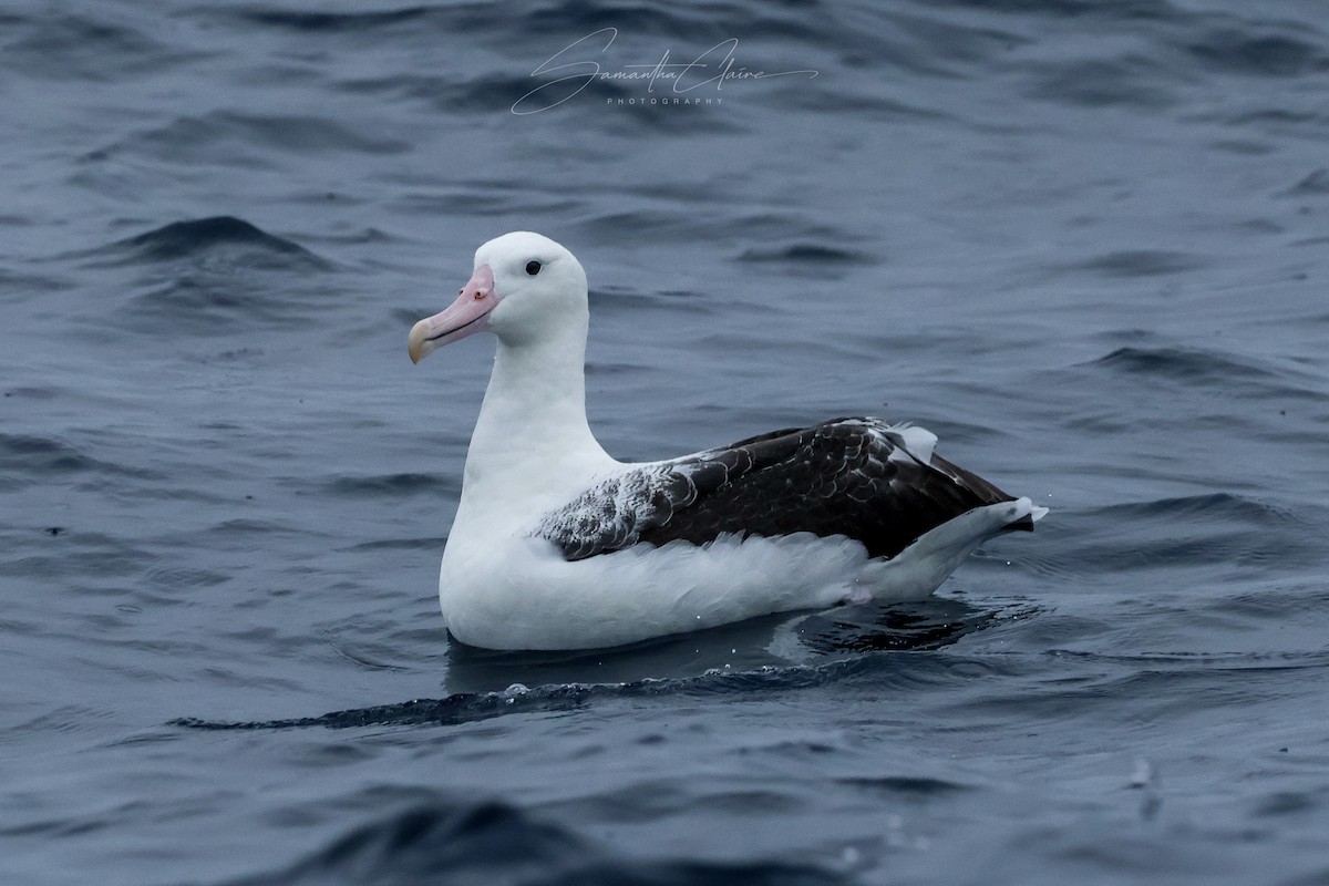 Southern Royal Albatross - ML643754204