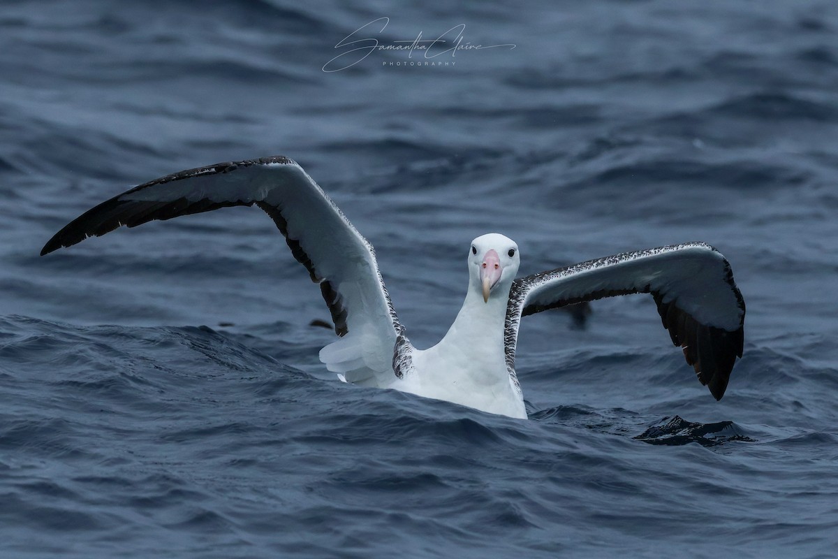 Southern Royal Albatross - ML643754206