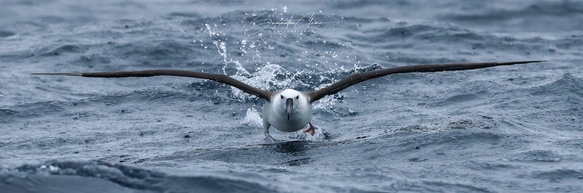 Indian Yellow-nosed Albatross - ML643754209
