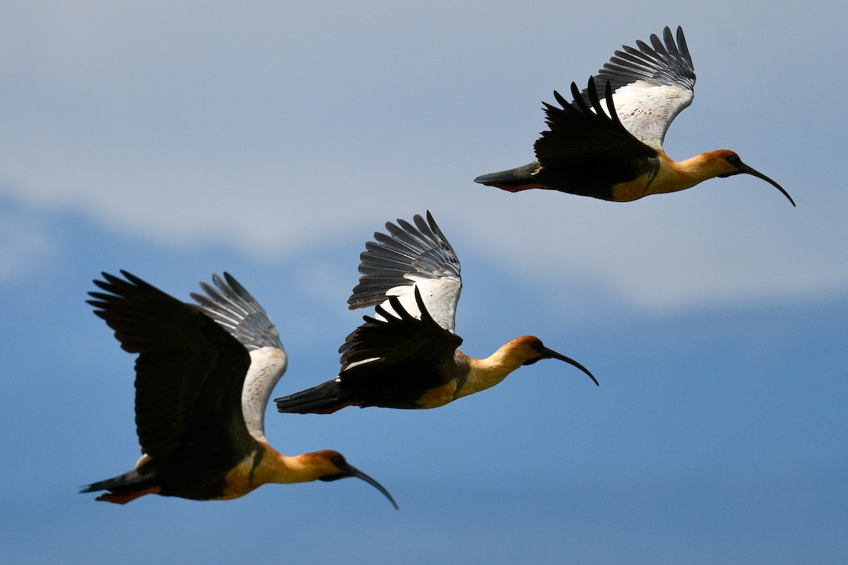 Black-faced Ibis - ML643754219